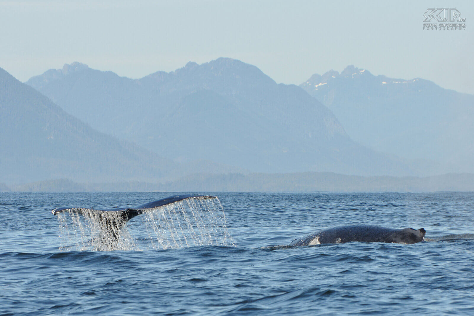 Tofino - Humpback whale  Stefan Cruysberghs